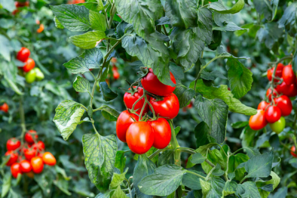 Сода для подкормки томатов — гарантия отличного урожая